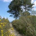 pinia 